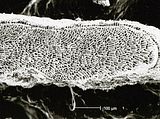 4 - Sezione longitudinale di una lamella con filamenti quasi coassiali